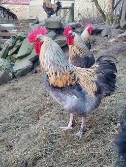 Marans kohout,