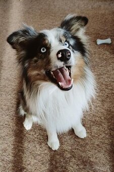 borderkolie blue merle - krytí