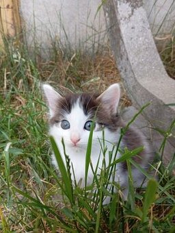 Ragdoll koťátko