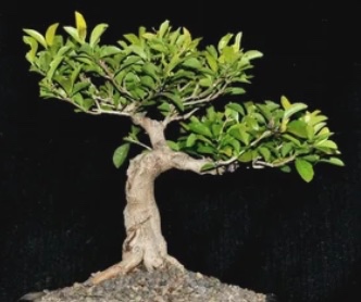 Buxus, Palma, Olivovník, Borovičku, atd.