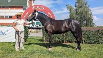 Prodáme čtyřletou klisnu welsh cob D