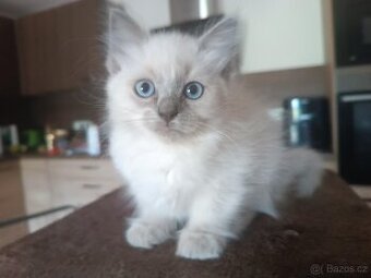Ragdoll