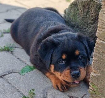 Šteniatka Rottweilera, Rottweiler, Rotvajler,Rottweiler s PP