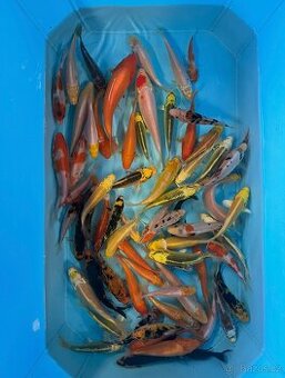 Koi kapr