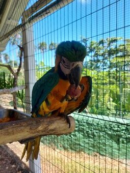 Manažér zooparku (Dominikánska republika) - 1