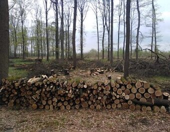 Palivové dřevo