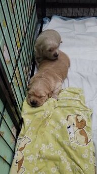 Zlatý (golden) retrívr