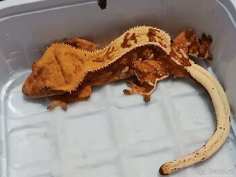 Pagekon řasnatý 1/3