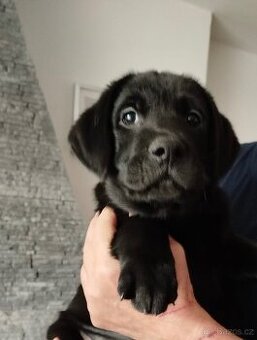 Prodám stěně labradora