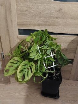 Monstera Monkey mask, pokojová květina