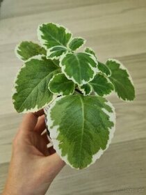 Raritni panasovany rymovnik plne zakoreneny