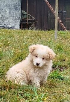 Border kolie s PP - úžasní kluci