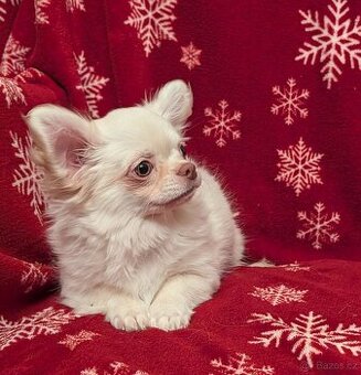 Čivava dlouhosrstá s PP