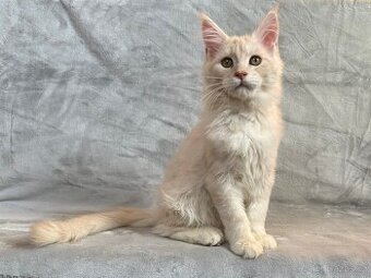 Kocourek s PP - Mainská mývalí