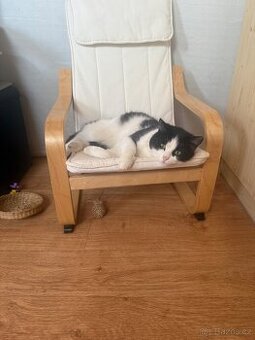 Daruji kastrovaného kocoura