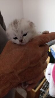 Britská koťátka  s PP