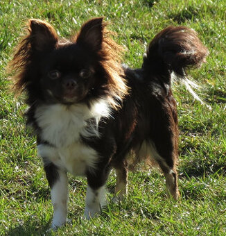 Čivava dlouhosrstá s PP (FCI)