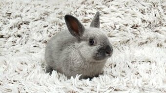 Zakrslý králík, králíček - INGRID