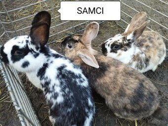 Králíci-otec Dalmatinský rex