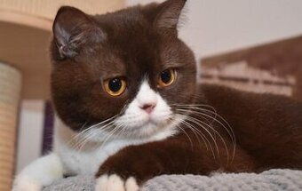 Britská krátkosrstá s PP