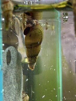 Piskořka věžovitá