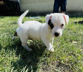 Jack russel teriér odběr ihned