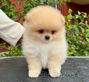 Pomeranian mini