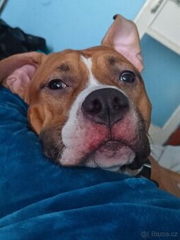 Nabízím krytí Amstaff s PP bez uchovnění