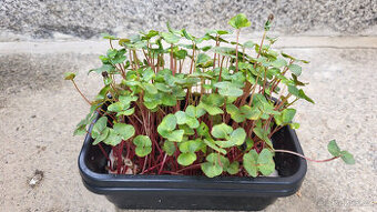 Pohanka BIO