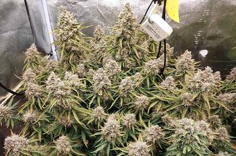 Feminizovana semena vybrané selekce, konopí, marihuana