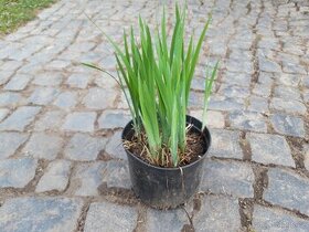 Modré kosatce