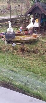 Nasadova vejce husa ceska