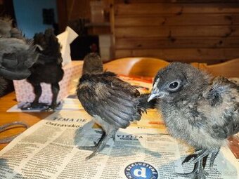 Kohoutek 2x ayam cemani