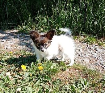 Papillon s PP