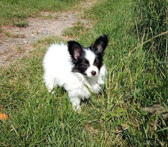 Papillon s PP