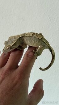 Pagekon řasnatý (Correlophus ciliatus) 100% HET AXANTHIC