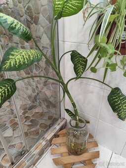Dieffenbachia, difenbachie - 1