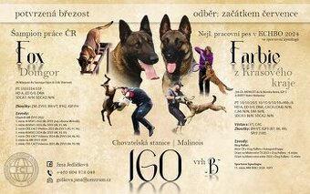 Štěňata Belgický ovčák malinois s PP - pracovní spojení