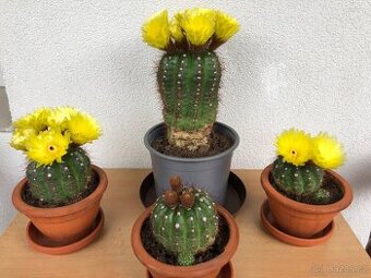Veliké kvetoucí kaktusy - Notocactus ottonis