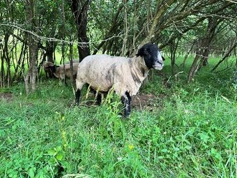 Beran SUFFOLK s pop