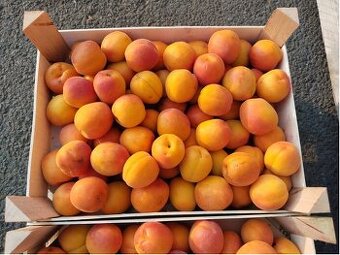 Meruňky za 69Kč/Kg na marmeládu i přímé spotřebě