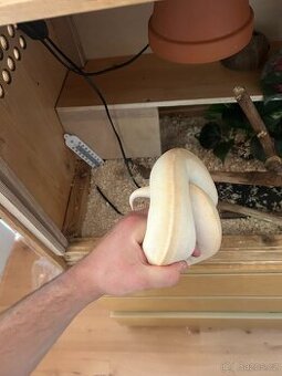 samice krajty královské, ivory banana special