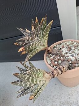 Aloe variegata (palma, cykas, yucca)