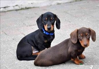 Králiči/Trpasliči jezevčik