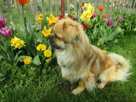 Tibetský španěl s PP ke krytí