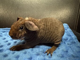 Skinny morče , drátěnka