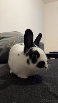 Prodám králíka s kompletním vybavením