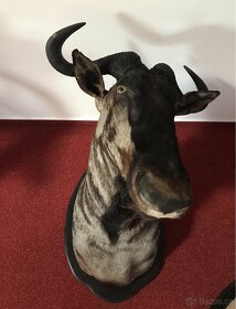 Lovecké trofeje AFRIKA