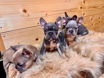 Francouzsky buldoček