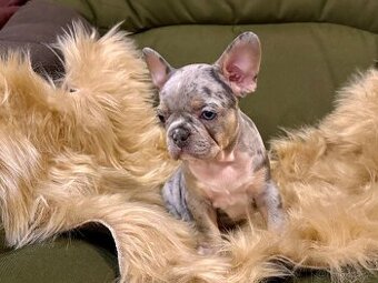 Francouzsky buldoček